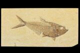 Detailed, Diplomystus Fossil Fish - Wyoming #79958-1